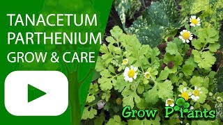 Tanacetum parthenium  grow amp care Feverfew [upl. by Namialus]