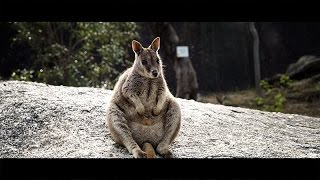 Mareeba Granite Gorge [upl. by Harmaning]