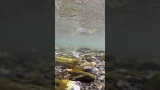 iPhone underwater video  eject water from iPhone [upl. by Sema]