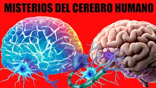 MISTERIOS DEL CEREBRO HUMANO LOS NEURONIOS [upl. by Rengia]