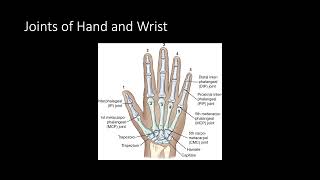 Lecture  Hand and Wrist Anatomy  Radiographic Procedures [upl. by Sidoma]