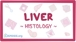 Liver Histology [upl. by Berey]