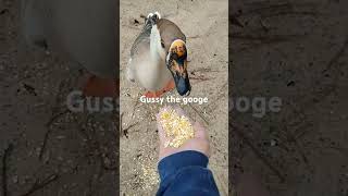 Gussy eating from my hand campground goose [upl. by Betthezul]