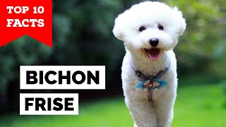 Bichon Frise  Top 10 Facts [upl. by Ahtenek]