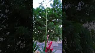 Agave plant trending viralvideo shorts shortvideo youtubeshorts shortsfeed [upl. by Aden]