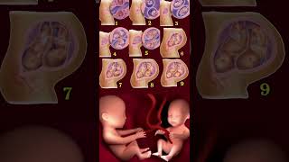 Twins little baby growing in mother belly ❤️🤰 Embryonic Development 💞shorts pregnancy [upl. by Soalokcin]