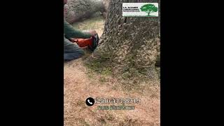 Residential and Commercial Tree Services in Maryland JA Alvarez Landscaping in Maryland [upl. by Arymat]