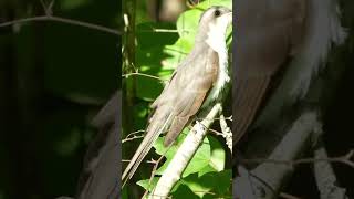 Yellowbilled cuckoo [upl. by Anthea]