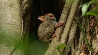 Tarsier Call Noise [upl. by Potter]