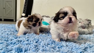 3 Little Puppies 🐶 Shih Tzu Puppies daily Playing [upl. by Kordula]