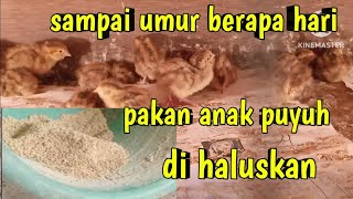 sampai umur berapa hari pakan puyuh di haluskan [upl. by Profant]