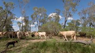 Mustering the Mob  Australian Working Kelpies  Holistic Grazing Regenerative Agriculture [upl. by Neerroc]