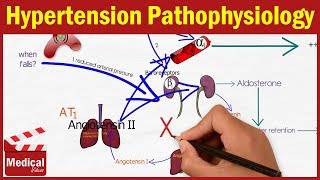 Pharmacology CVS 2 Hypertension Pathophysiology MADE EASY  Renin Angiotensin Aldosterone System [upl. by Vincelette18]