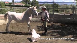 Confiar a un caballo asustadizo con doma natural [upl. by Enilemme657]