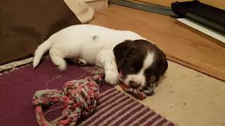 4 week old English Springer Spaniel Puppies ESS Puppies Wixy pups [upl. by Teiv]