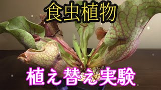 サラセニア ハエトリソウ 植え替え実験 [upl. by Laurin]