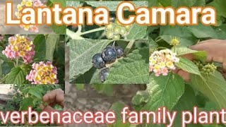 Lantana Camaranaturalin UrduHindi [upl. by Aisaim]