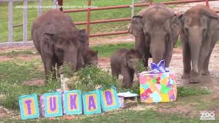 Miracle elephant twins celebrate first birthday at a zoo in New York [upl. by Sakhuja]