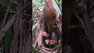 The mother bird took a short break for twenty minutes and then immediately went to search for food [upl. by Haelem450]