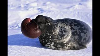 Mundo Animal Foca de Crista [upl. by Noled748]