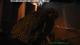 Sirocco The Kakapo Vocalizes [upl. by Eelaroc]