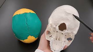 Skull Anatomy Series  The Occipital Bone  Part 6 of 9 [upl. by Nimocks455]