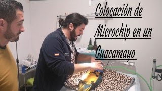 COLOCACIÓN DE MICROCHIP EN GUACAMAYOS [upl. by Lucille596]