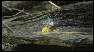 Prothonotary Warbler Bathing [upl. by Eitteb]