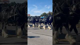 Clydesdales Vets Day Parade [upl. by Dewayne]