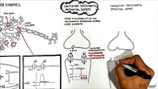 Neuron Neuron Synapses EPSP vs IPSP [upl. by Okim]