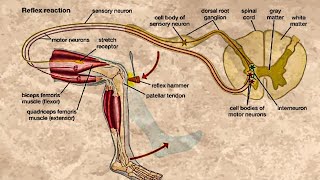 CLASSIFICATION OF REFLEXES [upl. by Jolie]