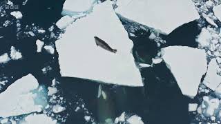 How Killer Whales attack a seal on a large iceberg [upl. by Mur585]