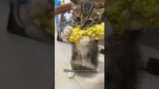 Funny pets  dogs and cats  Episode 110 🤣🤣 pets dog cat shorts funny [upl. by Schonfeld]