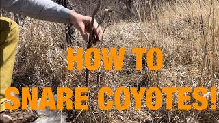 How to Snare Coyotes  Location and Set  Tutorial S2 E11 [upl. by Darrill]