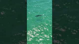 Tiger Sharks Okaloosa Island FL July 2022 shorts [upl. by Velvet651]