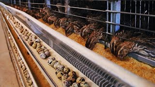 How Quail Farm Make Million Eggs and Meat  Inside Modern Quail Farm  Quail Meat Processing [upl. by Adalia471]