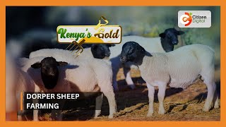 Kenyas Gold  Dorper Sheep Farming [upl. by Attelocin]