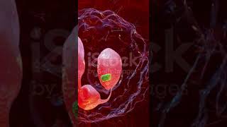 Phagocytosis neutrophe that uses its plasma membrane to engulf bacteriaendocytosisanaphaseshorts [upl. by Heck]