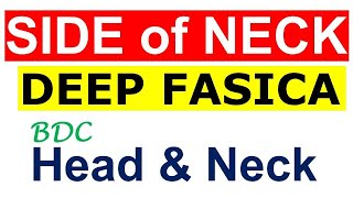 Chp3  SIDE of NECK  DEEP FASCIA  Head amp Neck Anatomy  BDC Vol3 [upl. by Adnyc156]