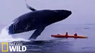 Une baleine écrase deux kayakistes  Les animaux déraillent [upl. by Llenrahc]