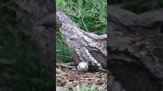 nightjarEuropean nightjar Birds during breeding season Bird sounds amp nest with eggs and chicks [upl. by Ennoryt]