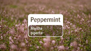 doTERRA Peppermint Essential Oil Translated Subtitles [upl. by Bathsheeb]