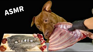 ASMR MUKBANG PITBULL EATING RAW FOODS [upl. by Eno]