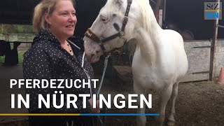 Knabstrupper Pferdezucht in Nürtingen Weißgeborener Hengst soll seltene Rasse fortführen [upl. by Eissirc900]