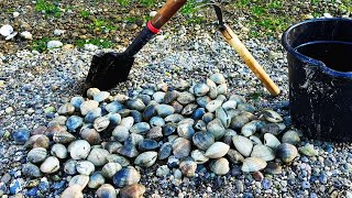 Clam digging in the early spring  From ocean to table  Puget sound clam digging in WA State [upl. by Cataldo]