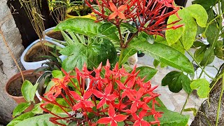 Ixora plant care How to grow Ixora flowerGrow in potflowergardenplant [upl. by Valorie]