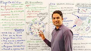 Flagella strcuture and functionFlagella and Cilia class 11Cell bio HindiUrdu Prof Suresh Kumar [upl. by Nnylecyoj]