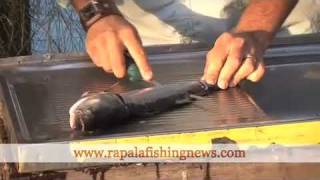 How To Fillet A Fish With A Marttiini Knife [upl. by Itnahsa18]