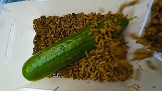 🥒 Maggots vs Cucumber Black Soldier Fly Larvae Timelapse 1 [upl. by Waal]