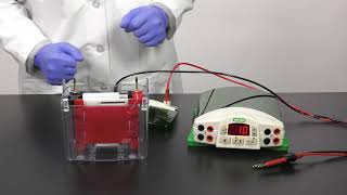 Quick Tips How to Setup a Mini TransBlot Cell for Western Blot Transfer [upl. by Reifel441]